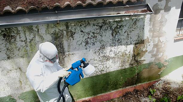 Top rated local Attic Mold Remediation specialists in Renton, WA